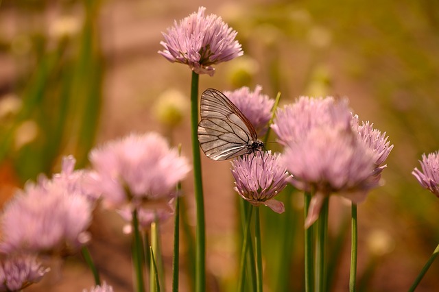 Funny Butterfly Names