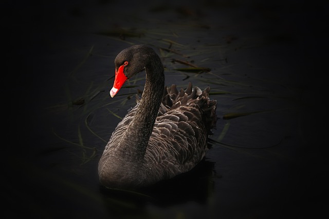 Black Swan Names