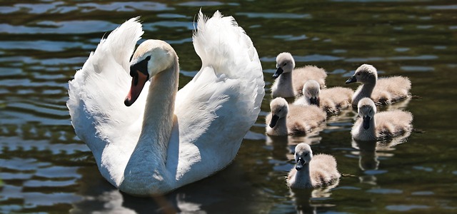 The Ultimate List of Swan Names