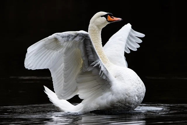 Female Swan Names (Pens)