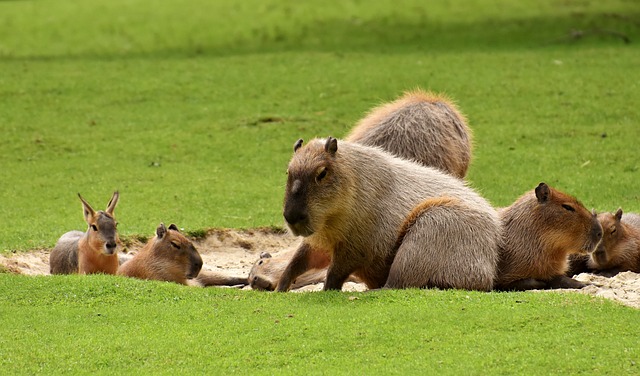 Female Capybara Names