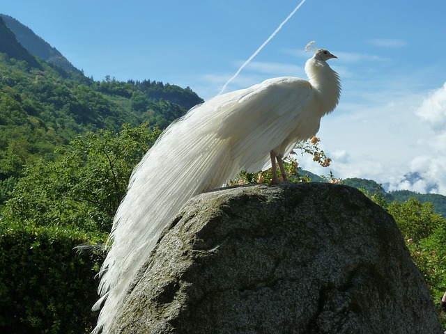 Peacock Male Names