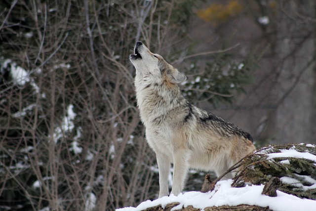 Strong Wolf Names