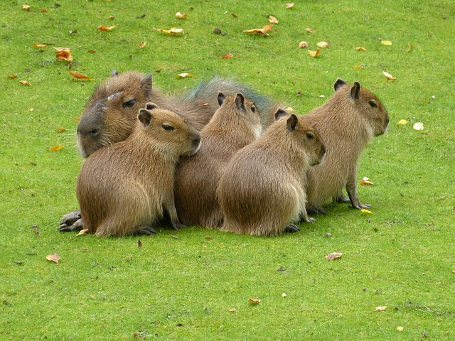 Best Capybara Names with Meanings