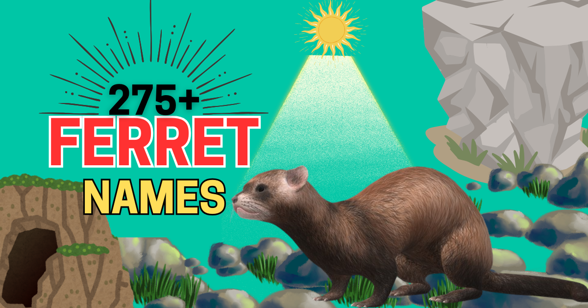 275+ Ferret Names: Creative Ideas for Naming Your Ferret