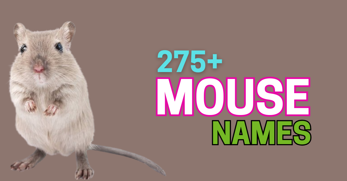 275+ Mouse Names: Creative and Fun Ideas for Your Tiny Companion