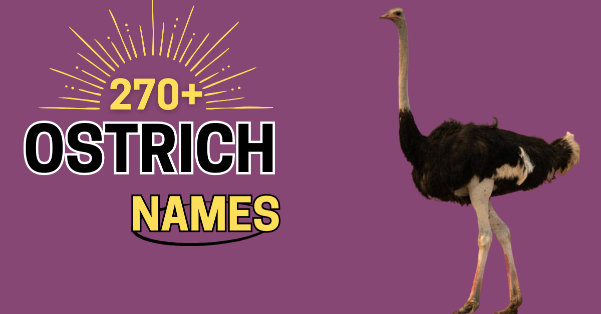 270+ Ostrich Names: Creative, Funny, and Unique (+Generator)