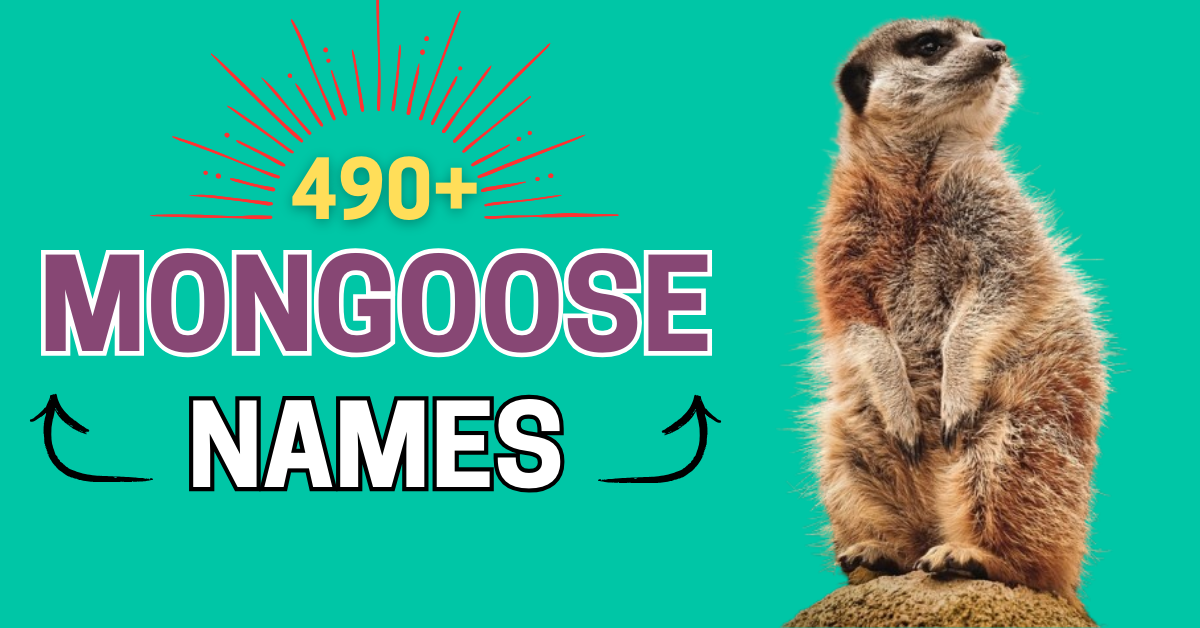 360+ Mongoose Names with Meaning: A Complete Guide