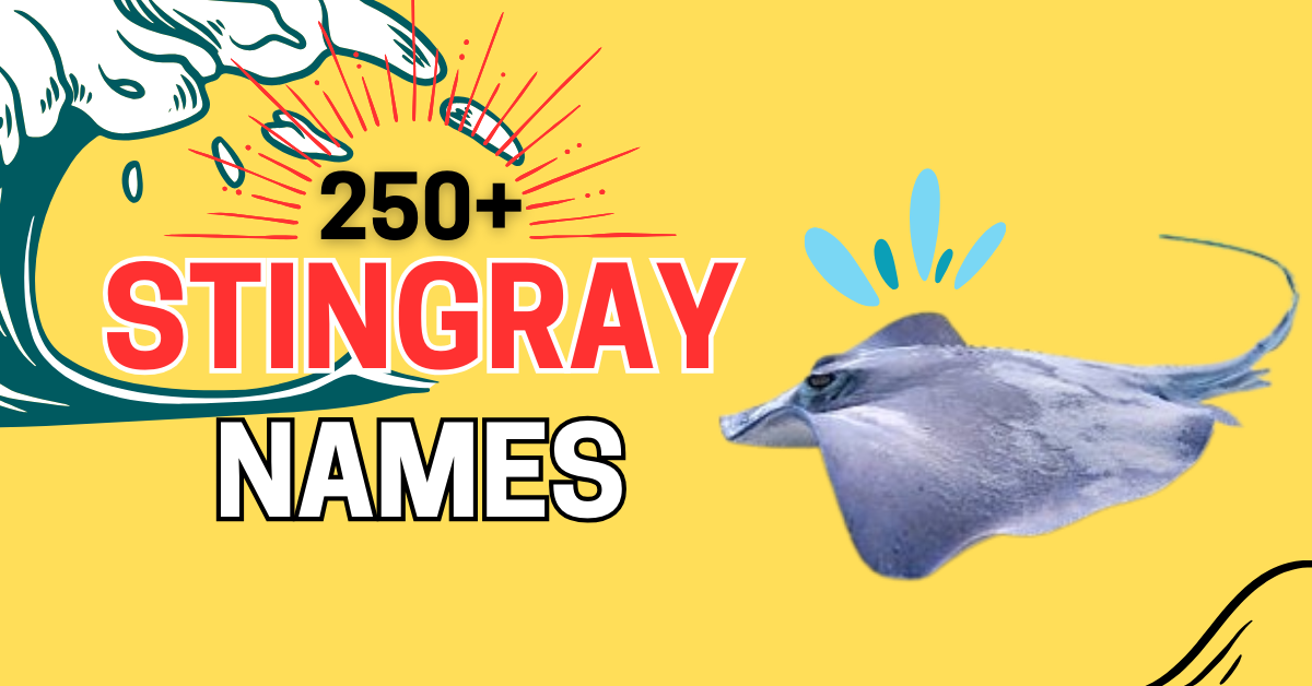 250+ Best Stingray Names with Meanings & Creative Ideas