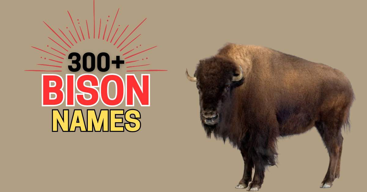 300+ Bison Names: Creative Ideas with Meanings