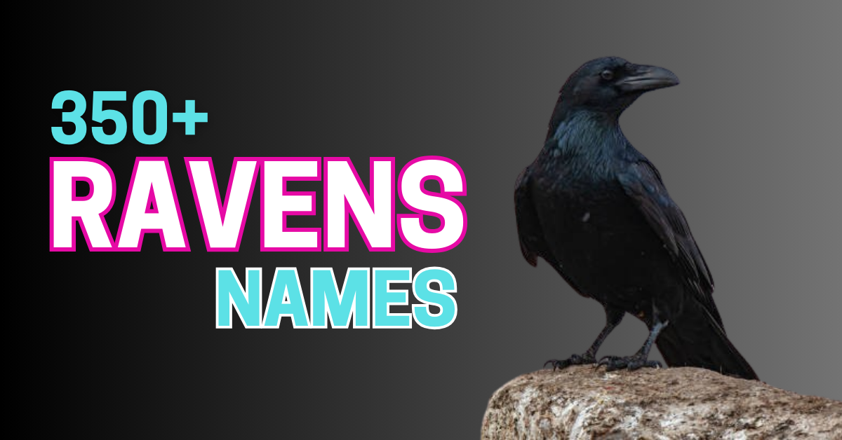 350+ Cute & Creative Raven Names: The Ultimate Guide to Naming a Raven