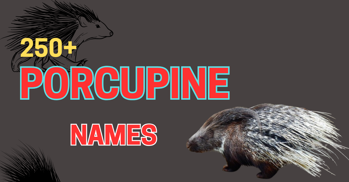 250+ Porcupine Names: Creative Ideas with Meanings