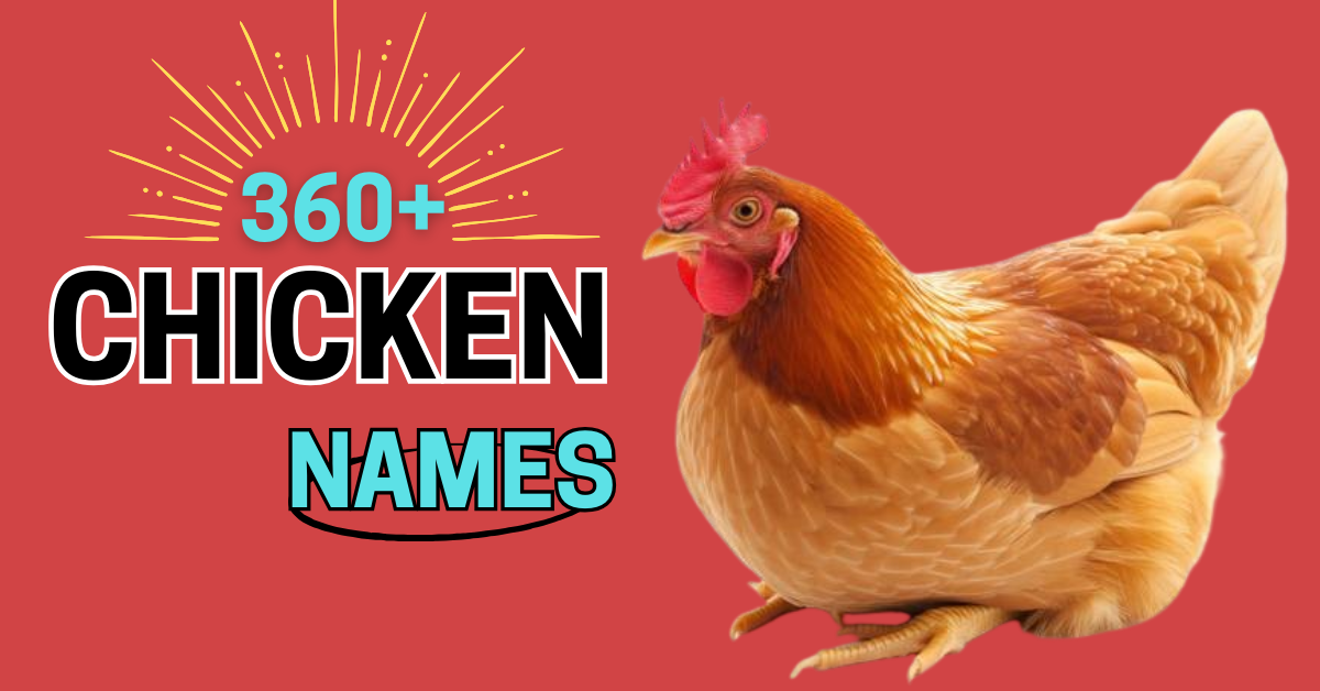 360+ Chicken Name: Choosing the Perfect Creative Ideas