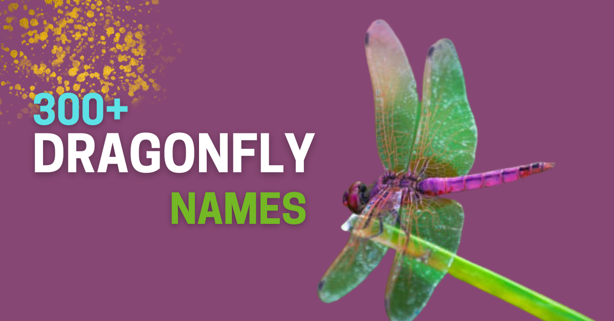 300+ Cool & Unique Dragonfly Names: A Comprehensive Guide with Meaningful Ideas