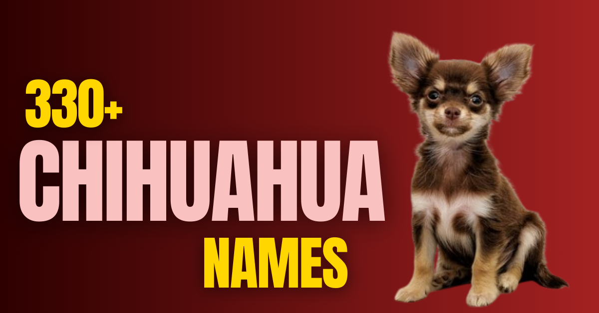 330+ Chihuahua Names: Ideas, Tips, and Inspiration