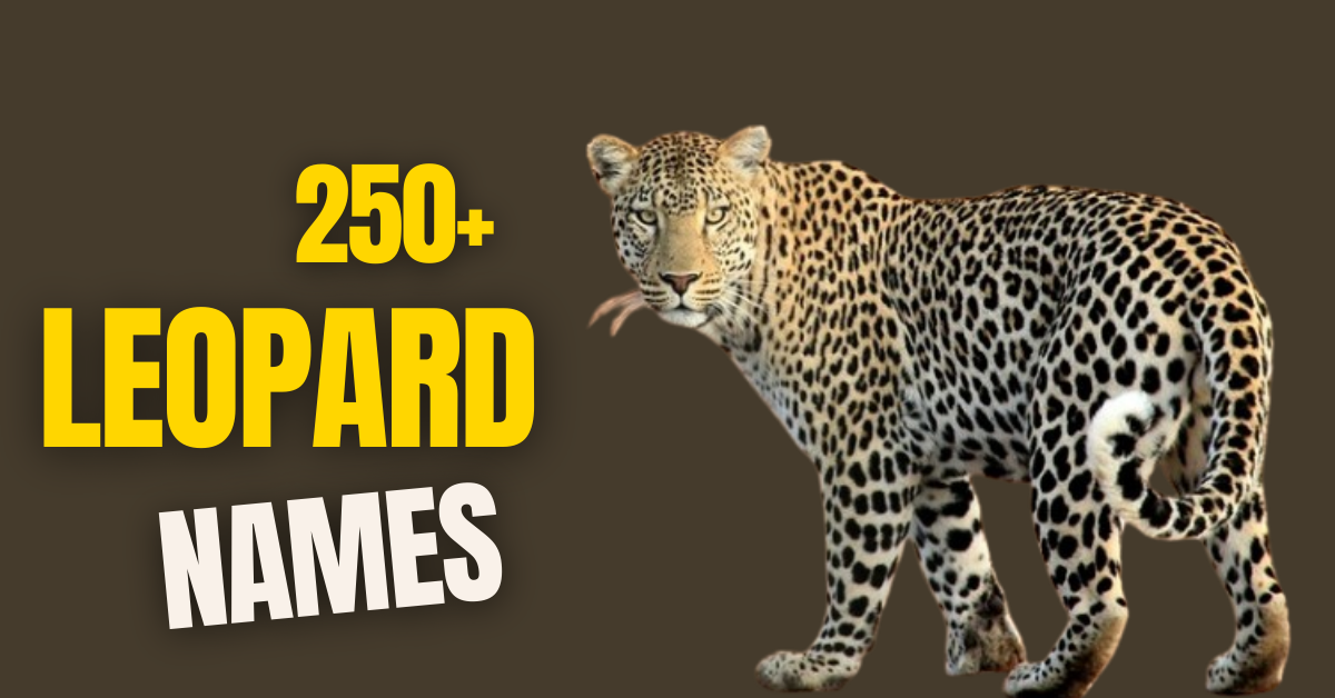 Ultimate Guide to Leopard Names: 250+ Names with Meanings