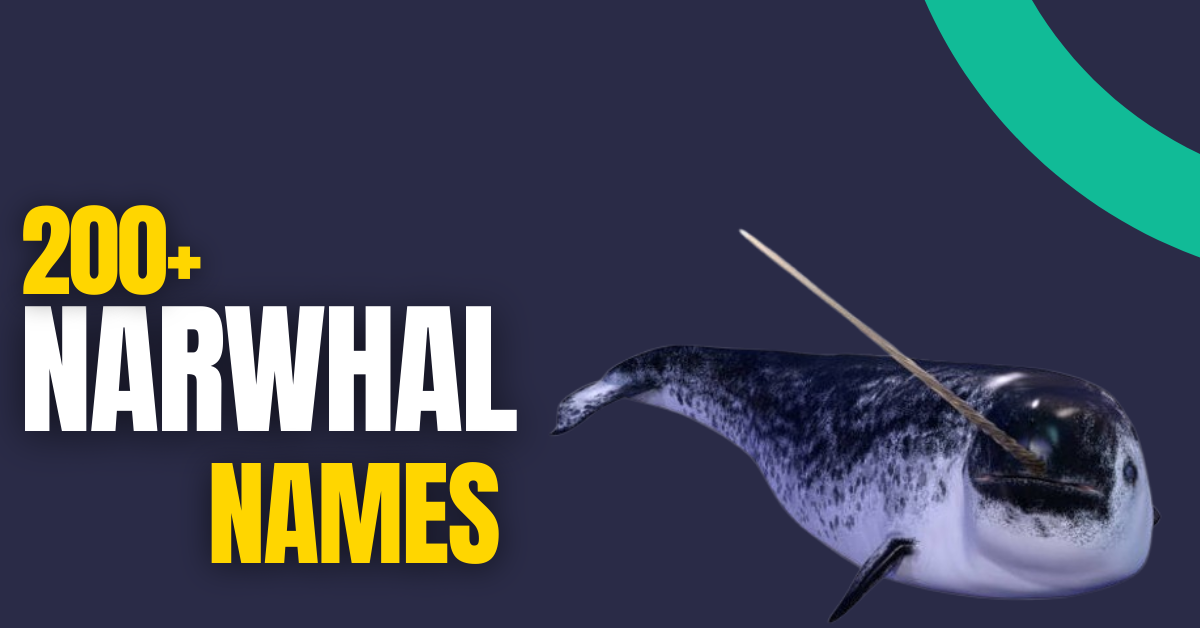 Narwhal Names: 200+ Creative Ideas with Meanings