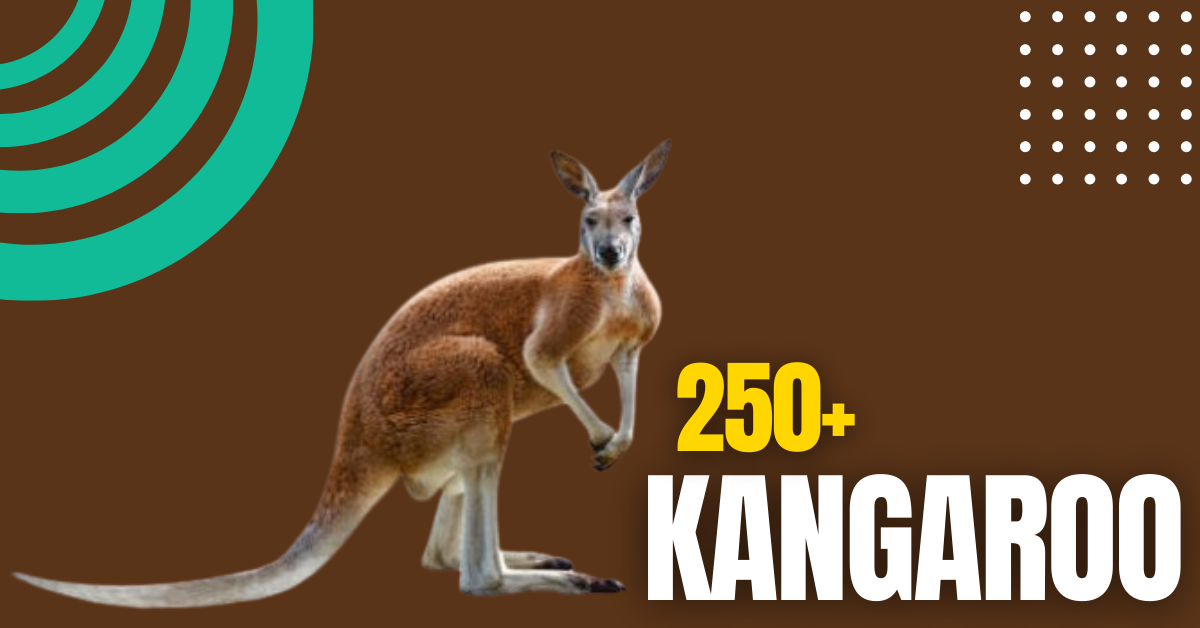 250+ Naming Your Kangaroo: Cute, Funny, and Unique Ideas