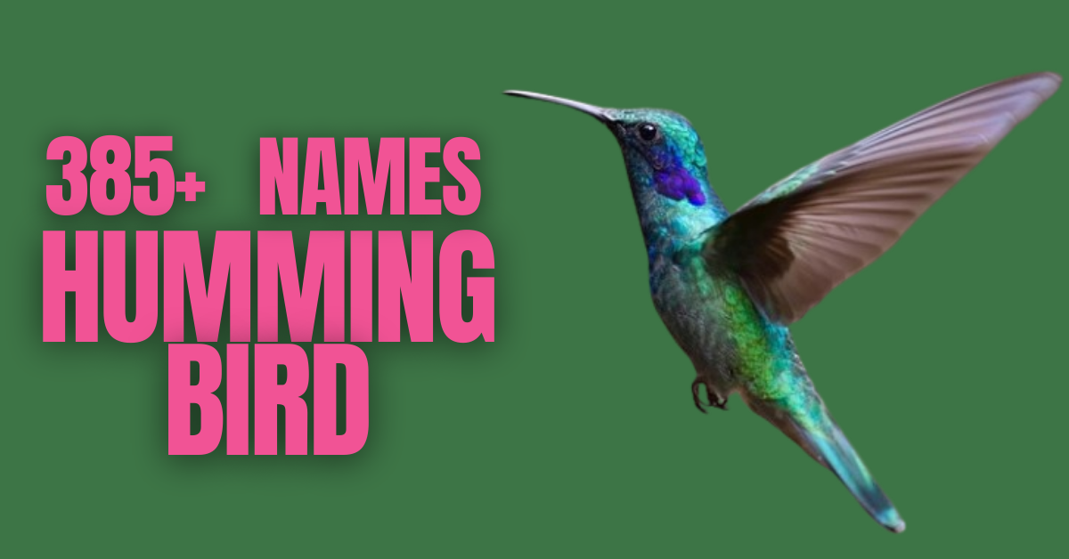 385+ Hummingbird Names: Fun, Meaningful, and Unique Ideas