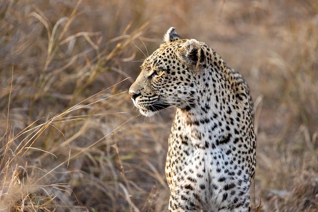 Unique Names for Leopards