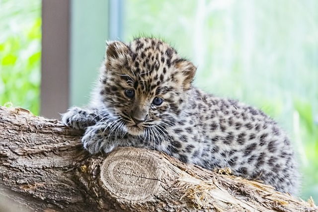 Trendy Names for Baby Leopards