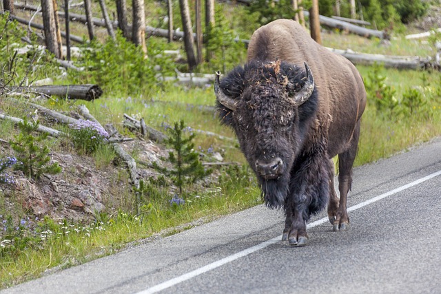 Best Bison Names with Meaning