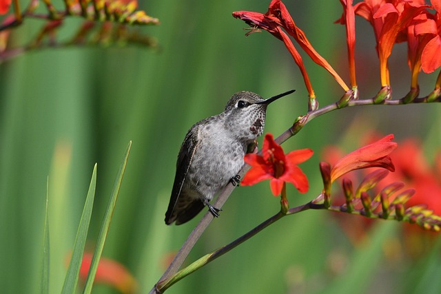 Whimsical and Magical Bird Names