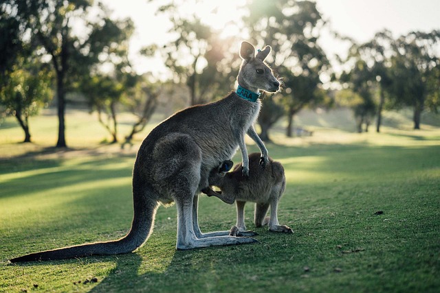 Cool Names for Kangaroos