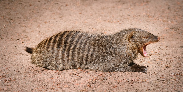 Small Mongoose Names