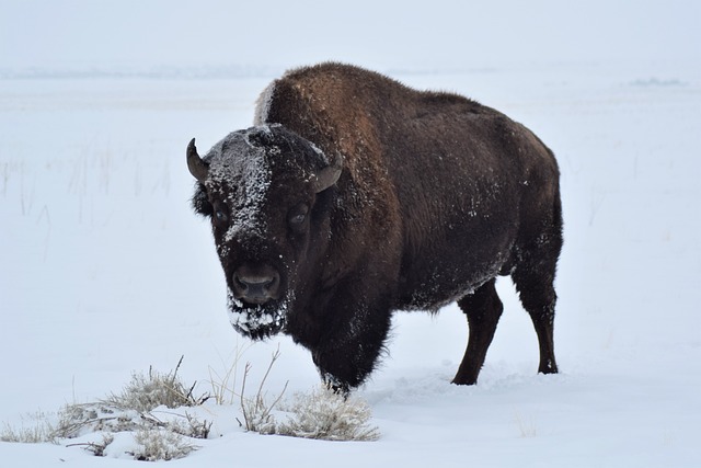 Cute Bison Names