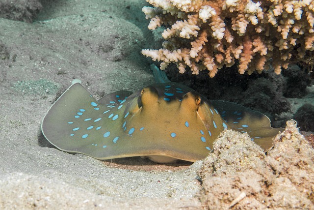 Badass Stingray Names