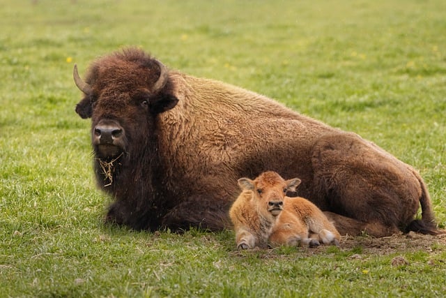 Cool Bison Names