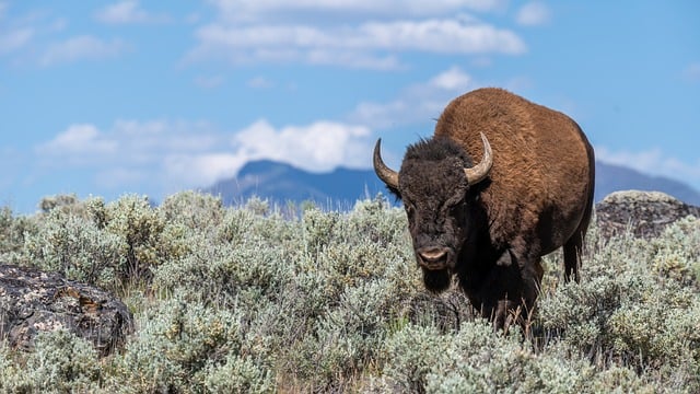 Unique Bison Names