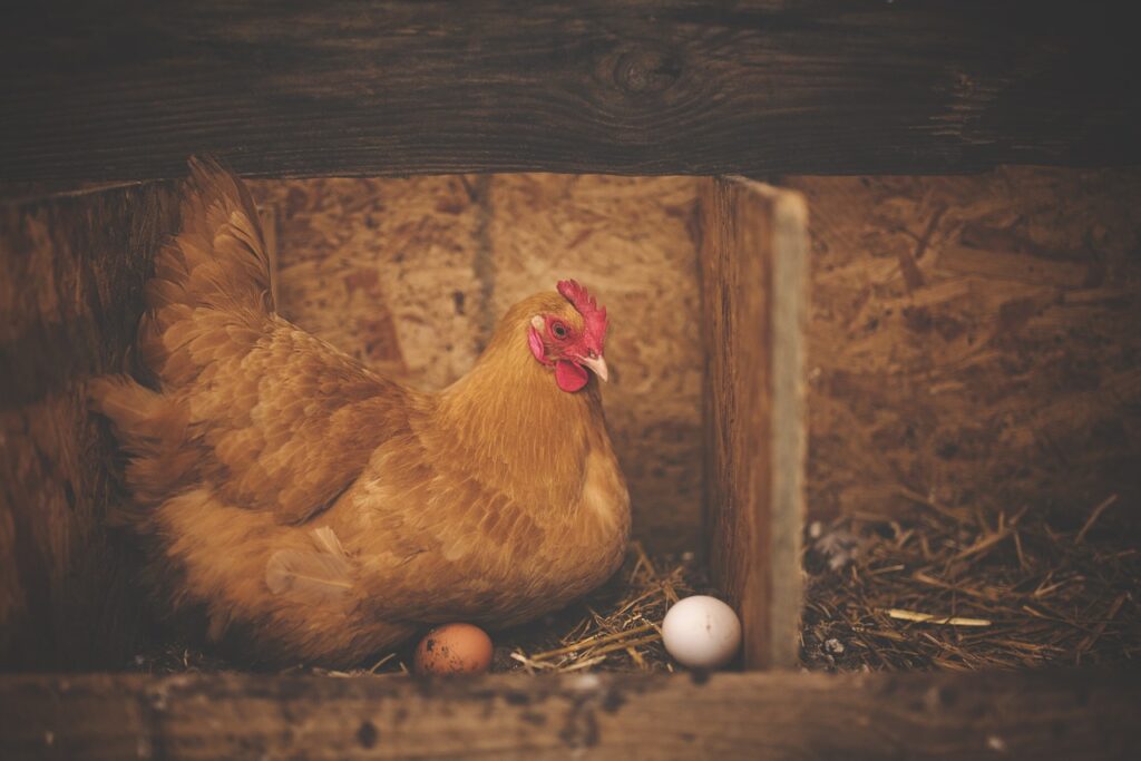 Baby Chicken Names