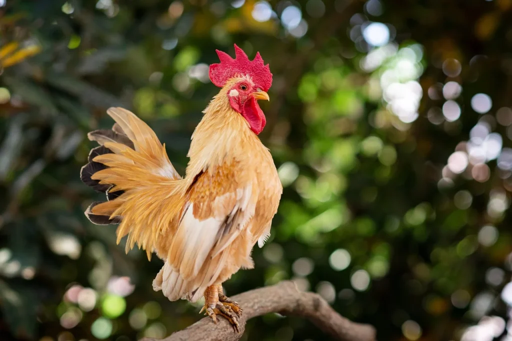 Cool Chicken Names