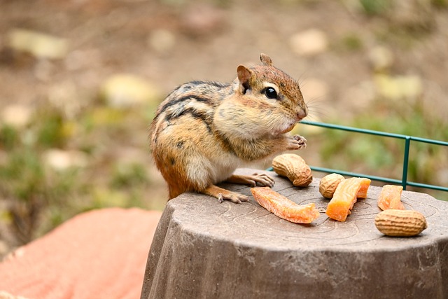 Boy Chipmunk Names