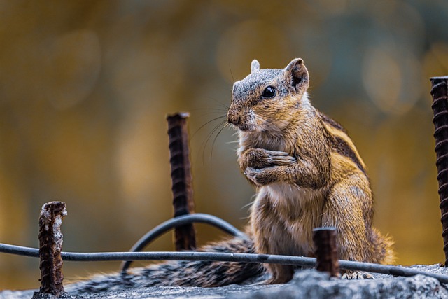 Famous Chipmunk Names