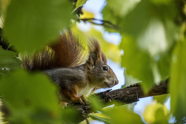 Trendy Chipmunk Names