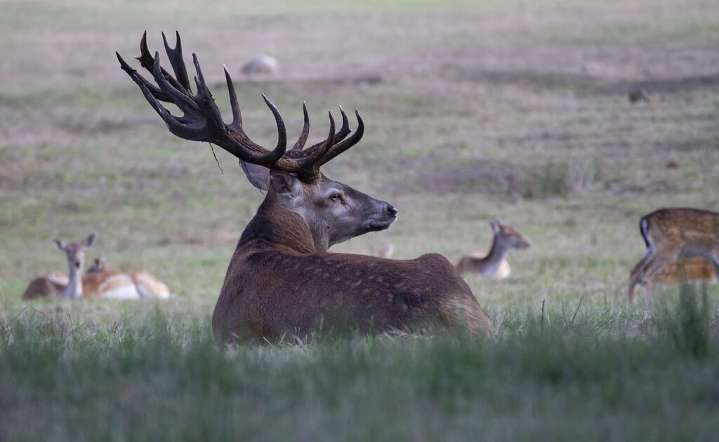 Mythical Elk Naming Ideas