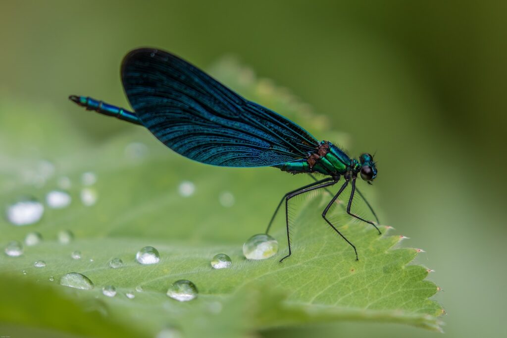 Blue Dragonfly Names