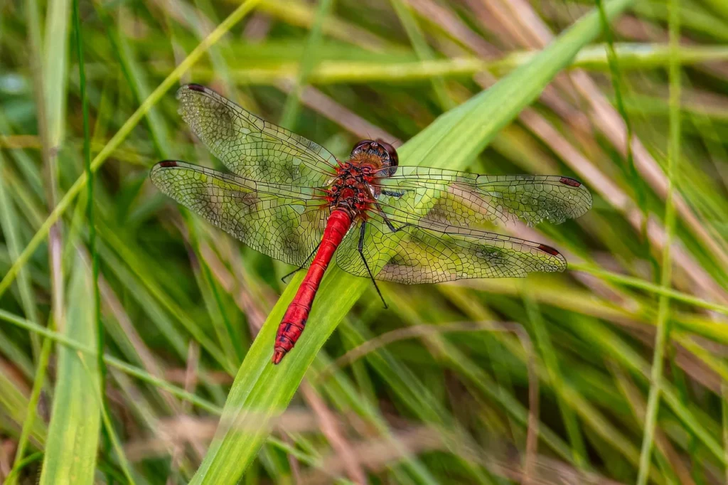 Dragonfly Names from Mythology and Pop Culture