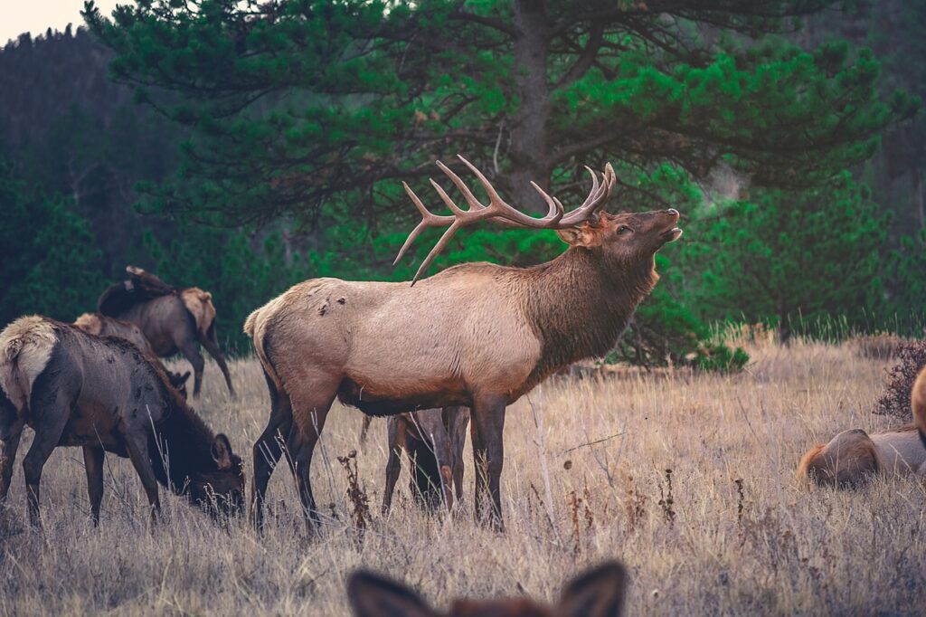 Cute Elk Names for Pets