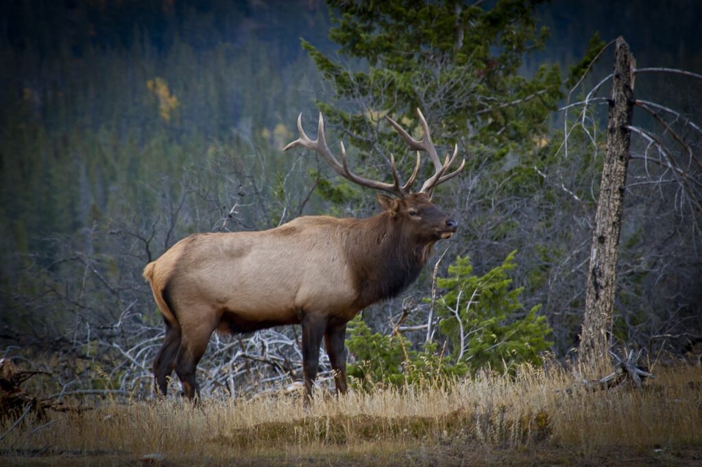 Best Elk Names with Meanings