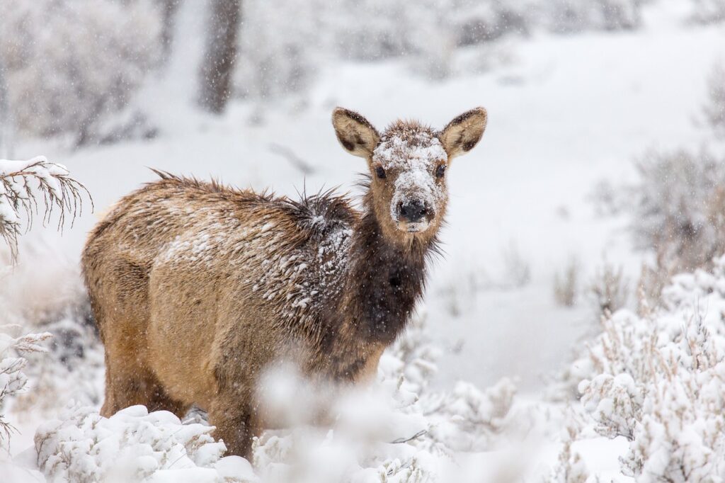 Cool Names for Elk