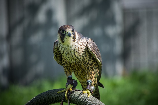 Funny Falcon Names