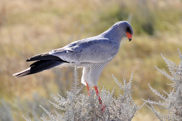 Best Falcon Names with Meanings