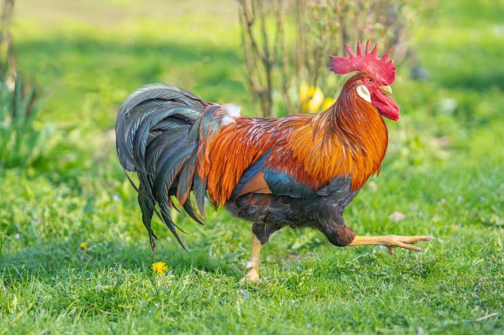 Rooster Names