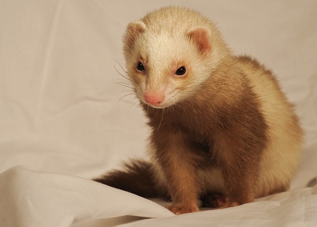 Baby Ferret Names