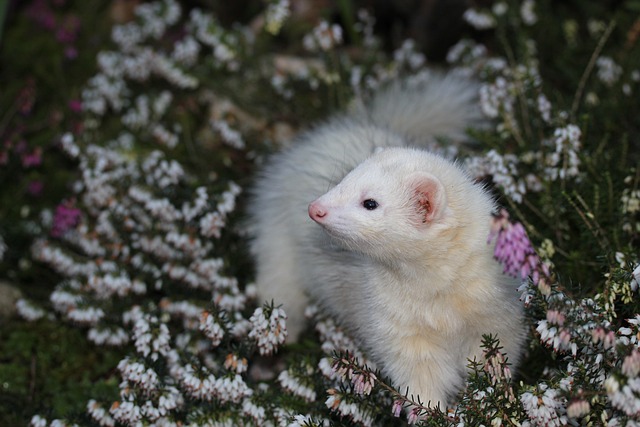 White Ferret Names