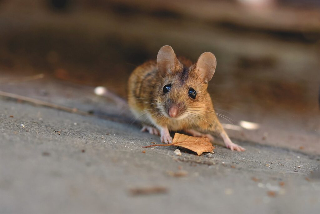 Gender-Neutral Mouse Names